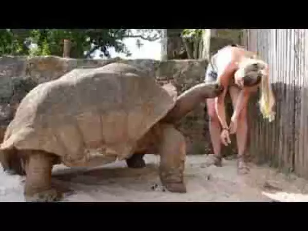 Video: Giant Turtle! The BIGGEST Turtle You